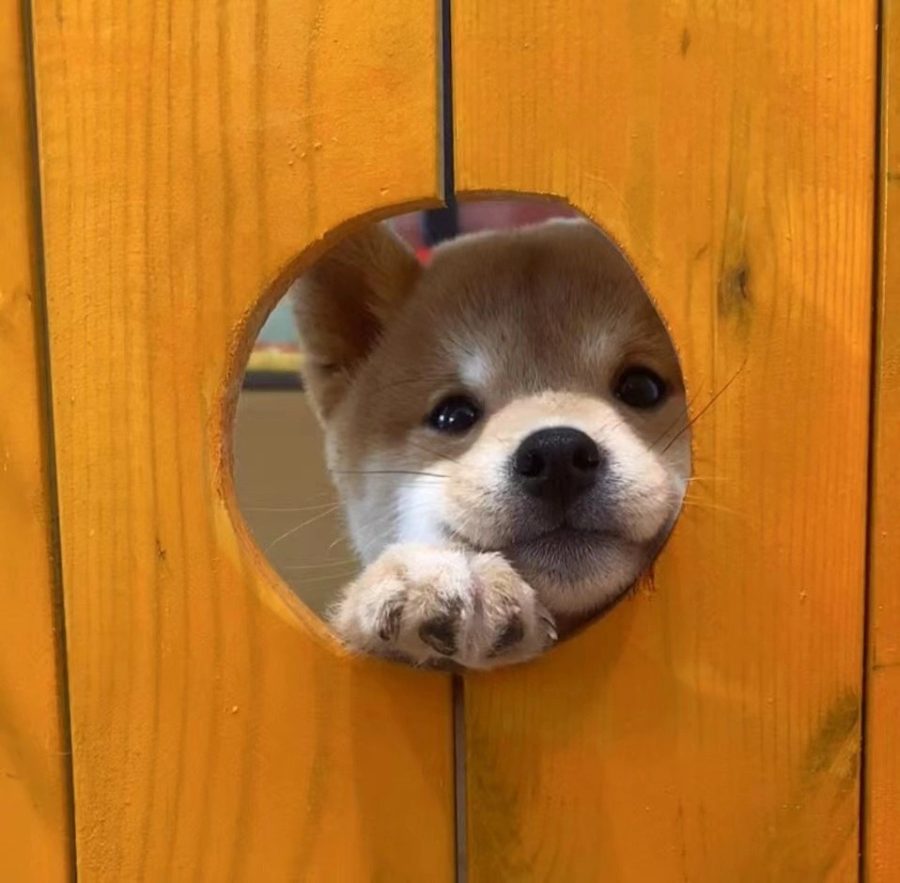 可爱柴犬狗狗钻洞卡头头像图片_7