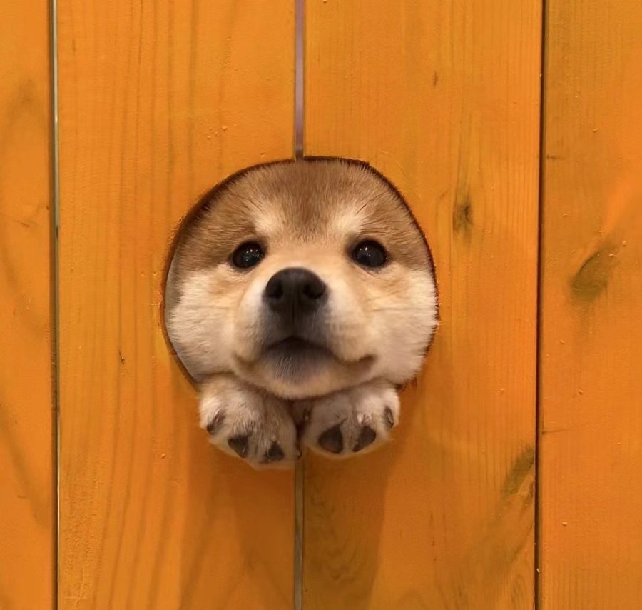 可爱柴犬狗狗钻洞卡头头像图片_8