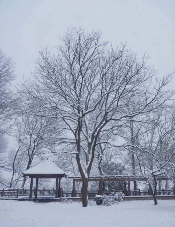 雪中金陵南京雪后美景唯美图_6