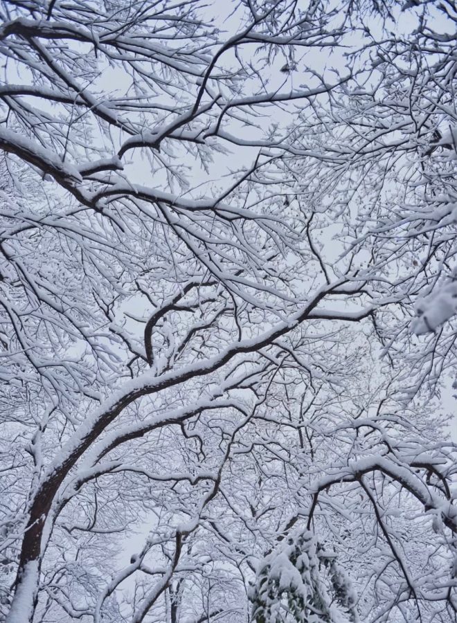 雪中金陵南京雪后美景唯美图_7