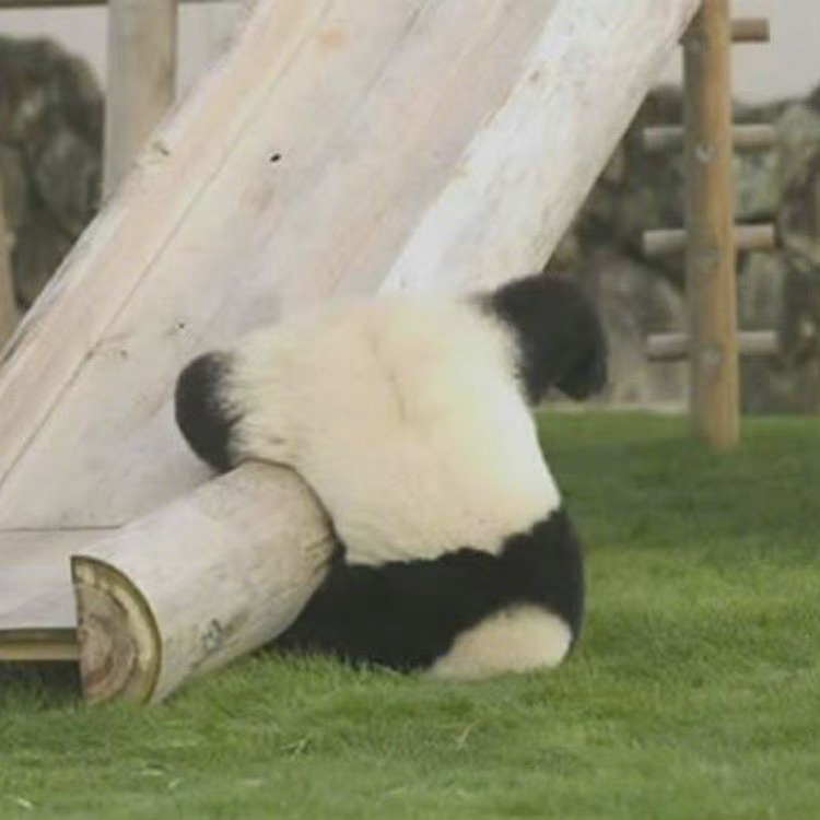 国宝大熊猫慵懒微信头像_2