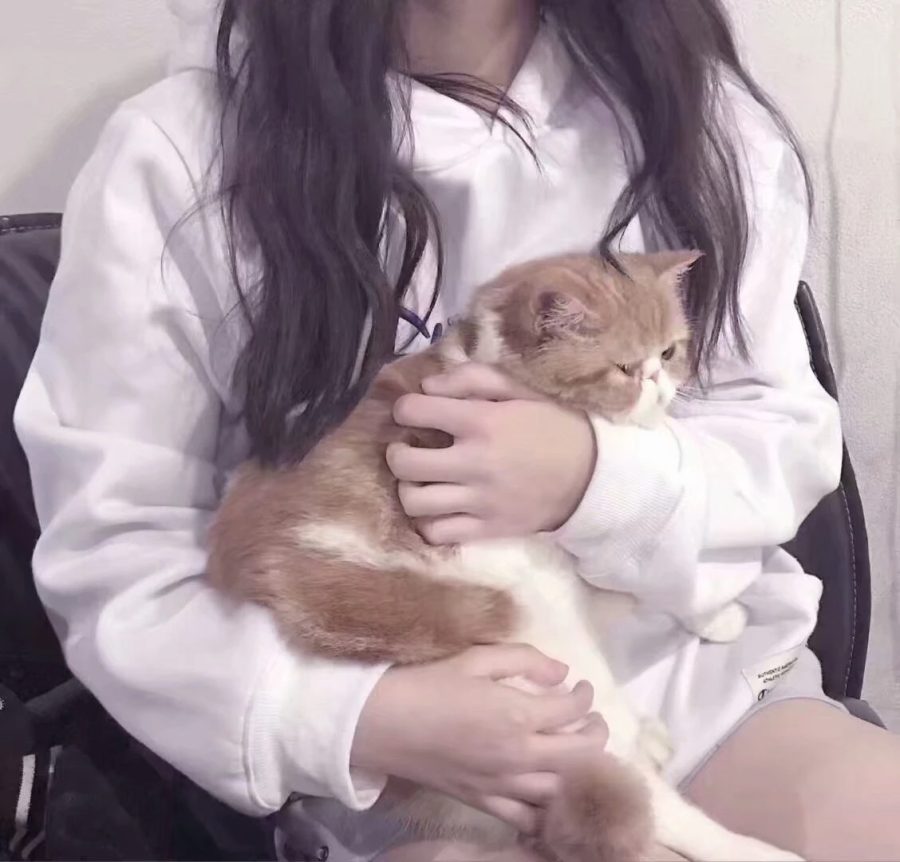 女生搂着猫咪撸猫头像，优质女生头像真人高清抱猫_4