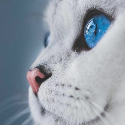 蓝色眼镜的猫咪特写，眼睛里有星辰大海 ​​​