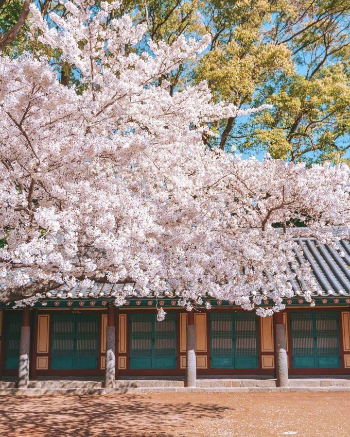 韩国街头夏日浪漫樱花唯美图_2