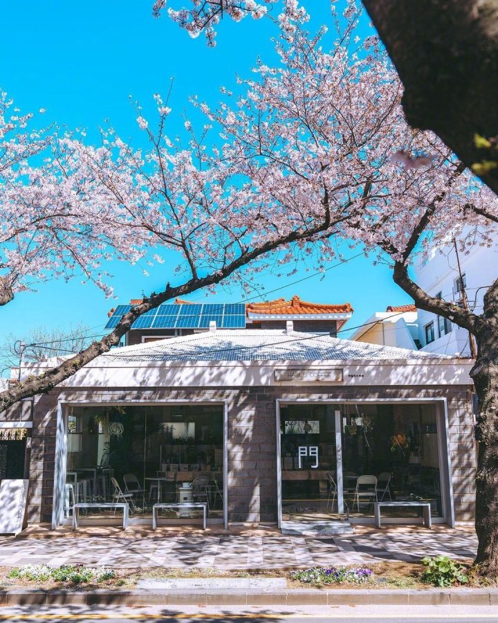 韩国街头夏日浪漫樱花唯美图_3