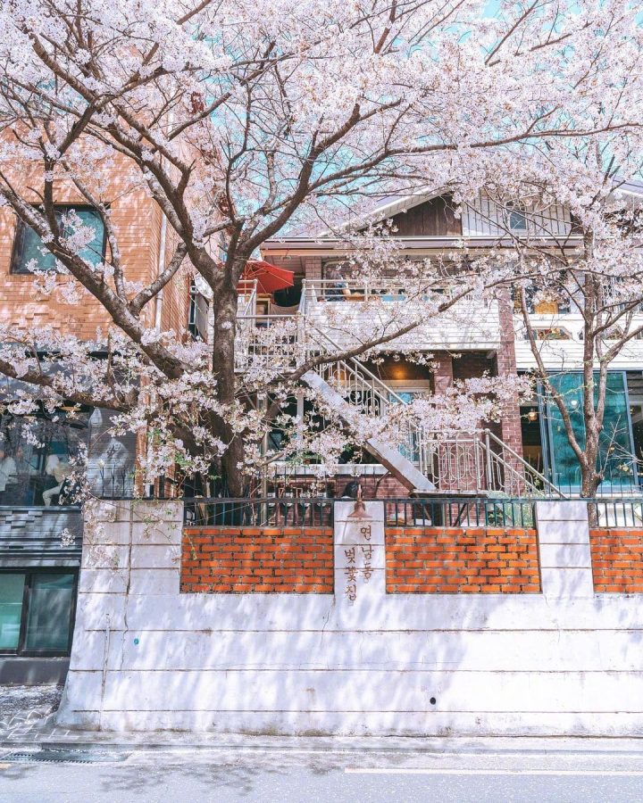 韩国街头夏日浪漫樱花唯美图_4