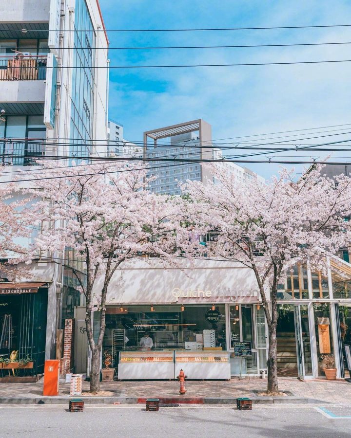 韩国街头夏日浪漫樱花唯美图_5