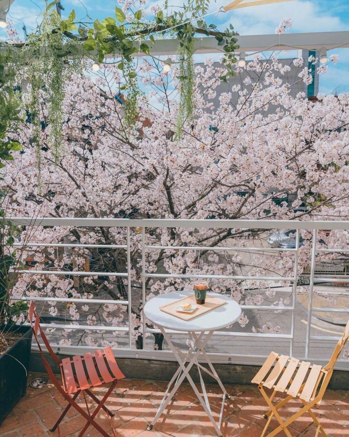 韩国街头夏日浪漫樱花唯美图_6