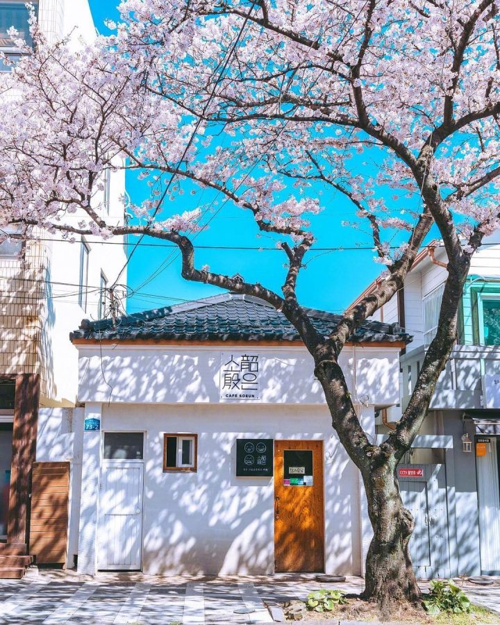 韩国街头夏日浪漫樱花唯美图_7