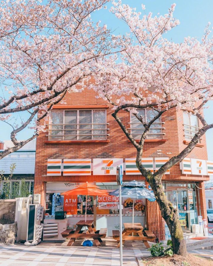 韩国街头夏日浪漫樱花唯美图_8
