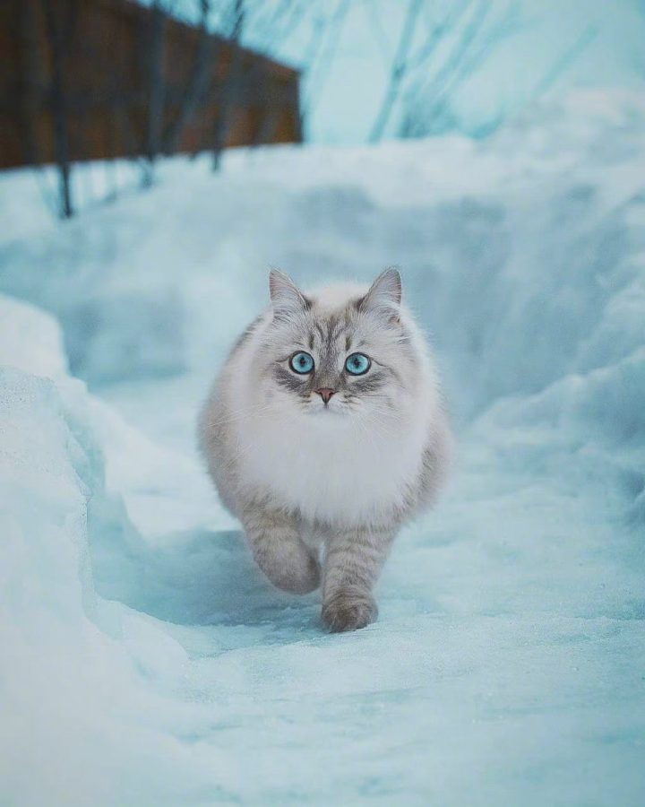 西伯利亚森林猫图片，霸气与可爱并存_2