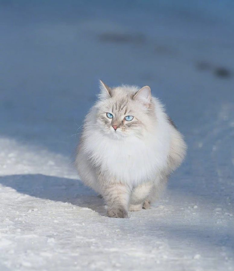 西伯利亚森林猫图片，霸气与可爱并存_8