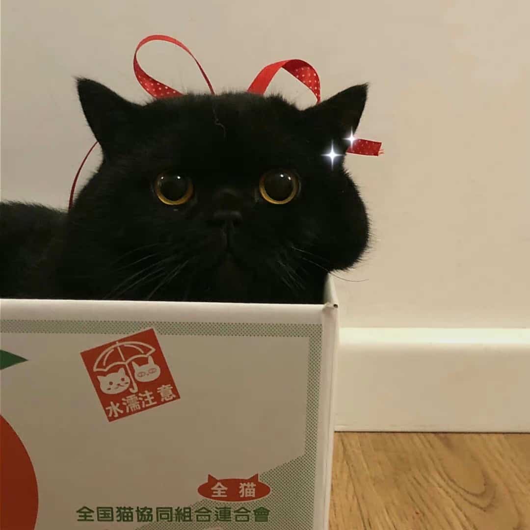 可爱高冷的纯黑色小猫高清图片_2