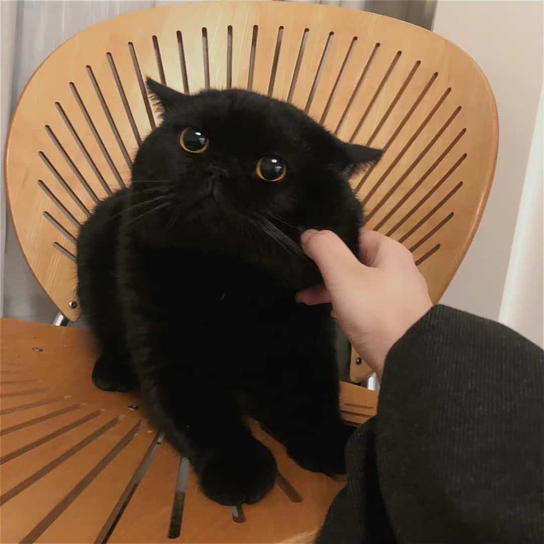 可爱高冷的纯黑色小猫高清图片_3