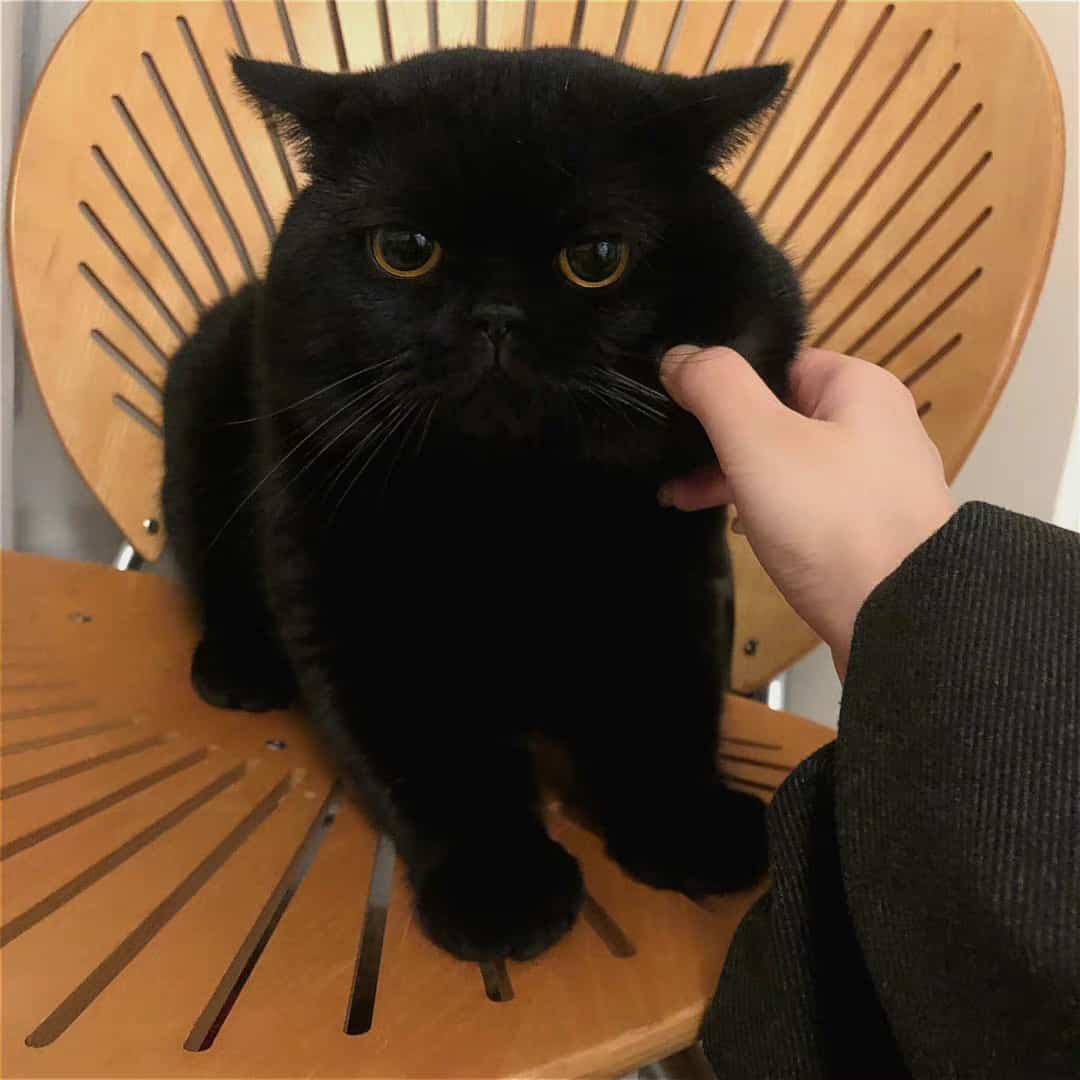 可爱高冷的纯黑色小猫高清图片_4