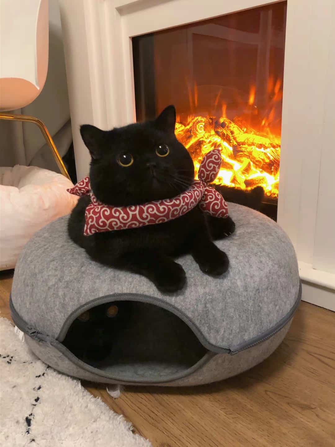 可爱高冷的纯黑色小猫高清图片_5