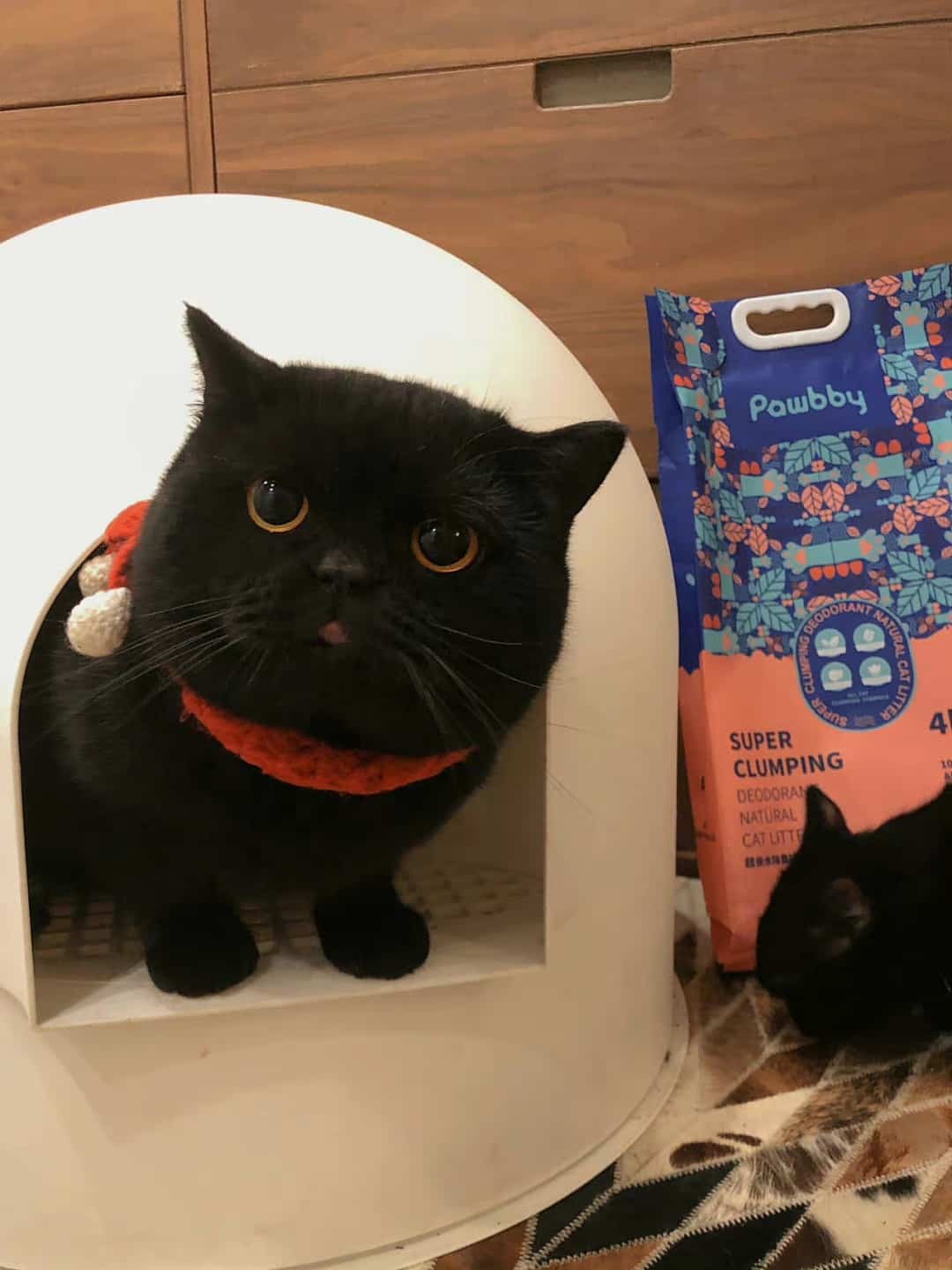 可爱高冷的纯黑色小猫高清图片_6
