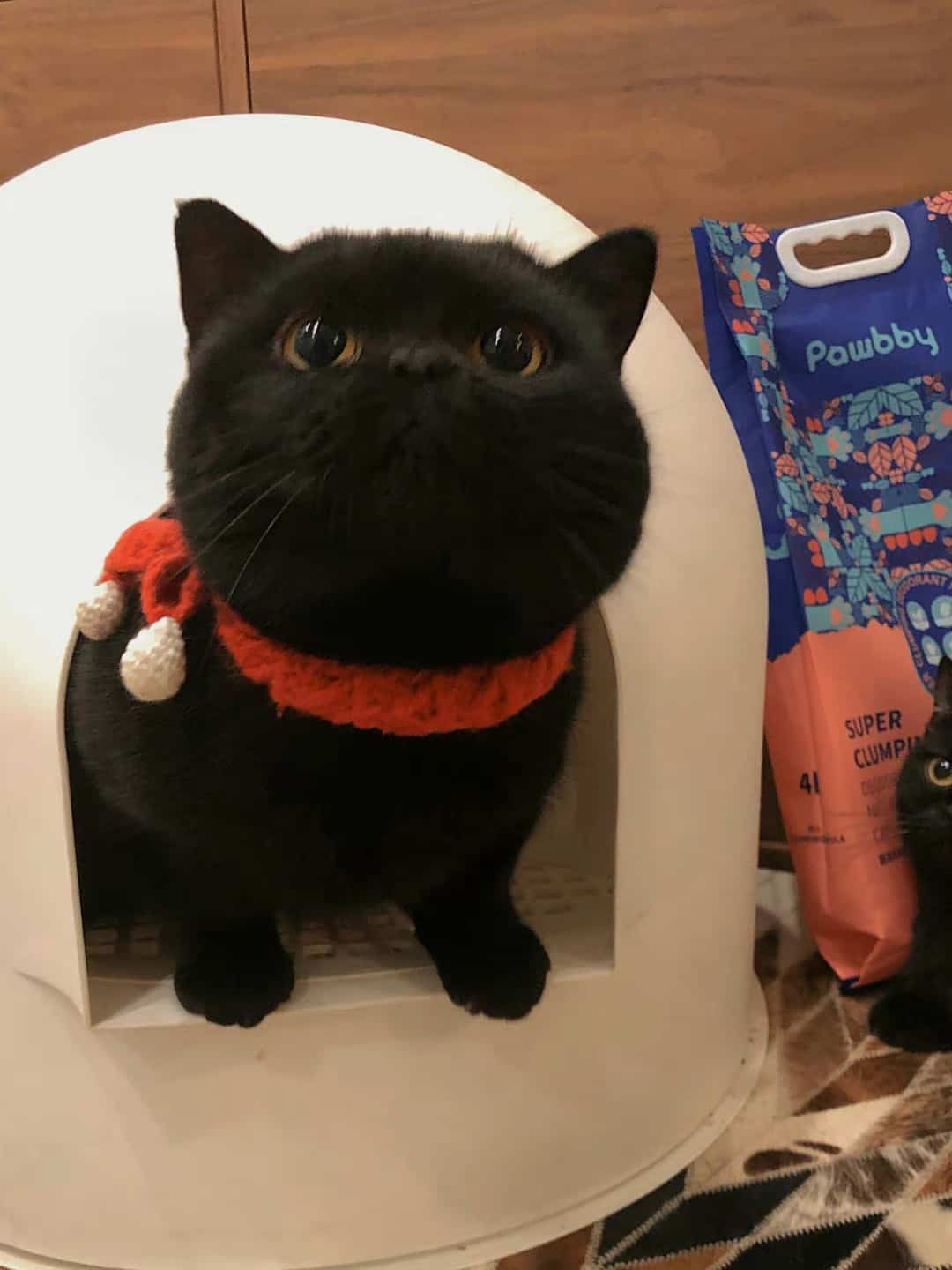 可爱高冷的纯黑色小猫高清图片_7