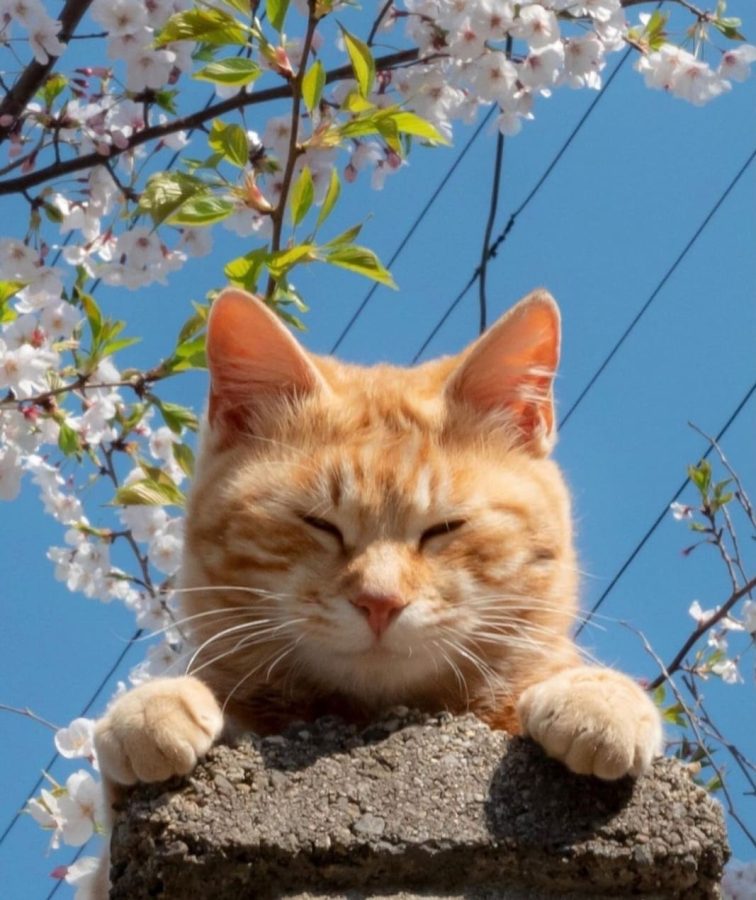 春日里赏海棠花晒太阳的小猫咪_3