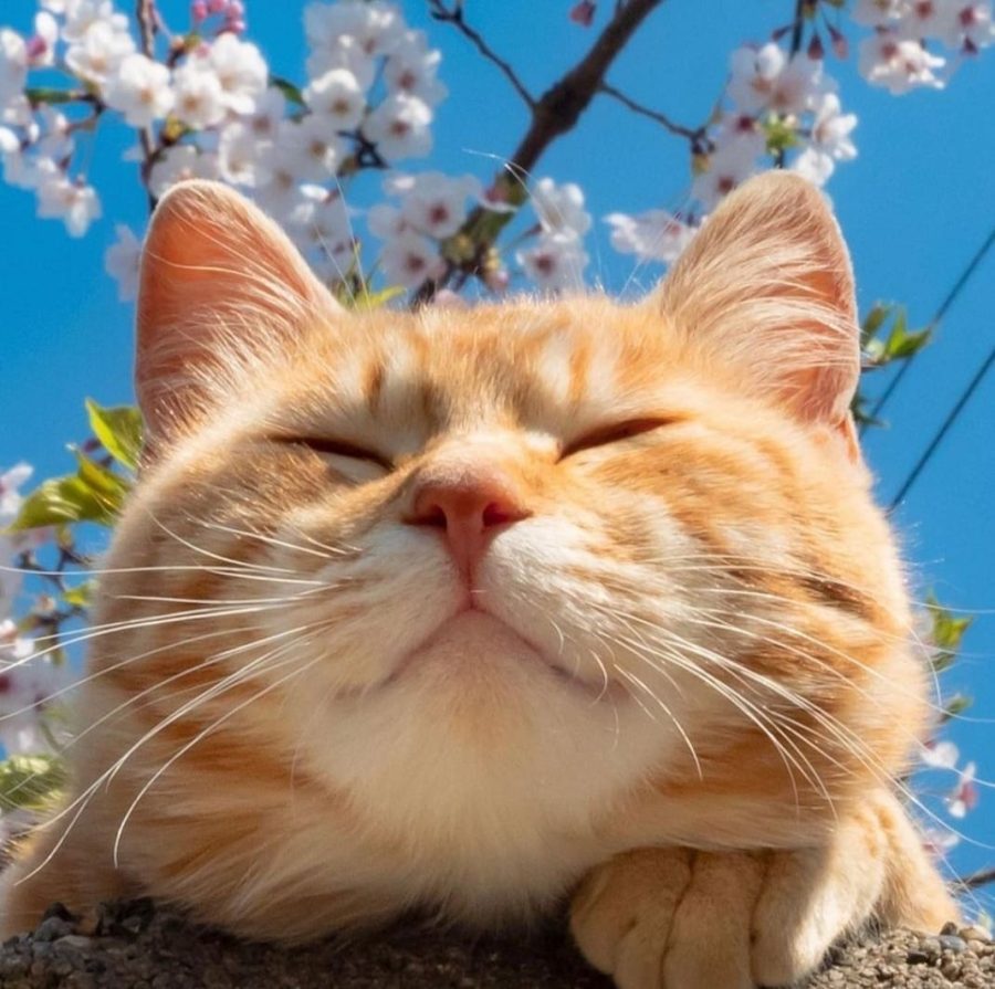 春日里赏海棠花晒太阳的小猫咪_6