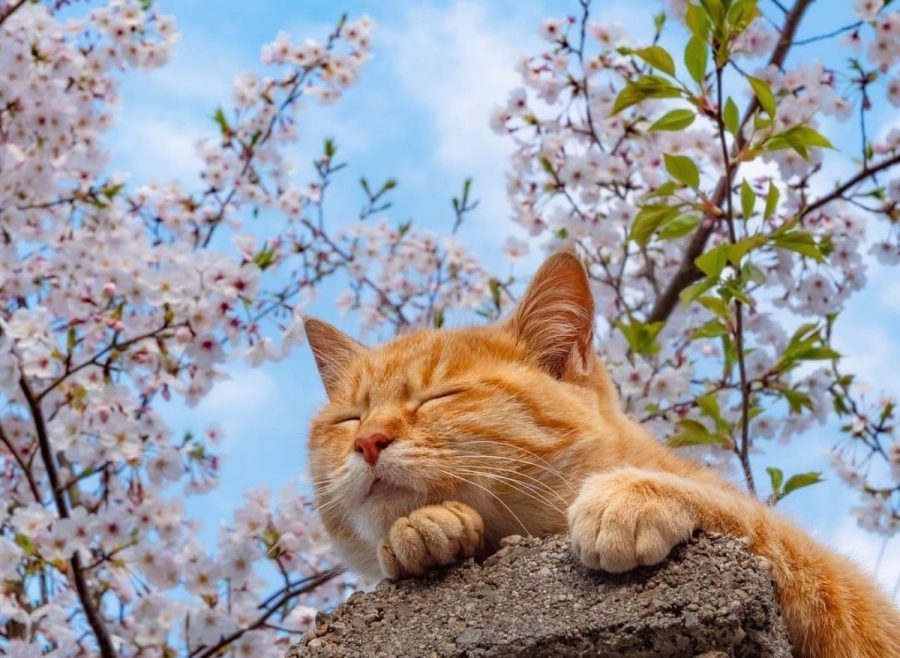 春日里赏海棠花晒太阳的小猫咪_7