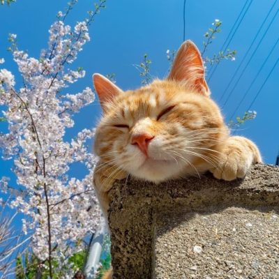 春日里赏海棠花晒太阳的小猫咪