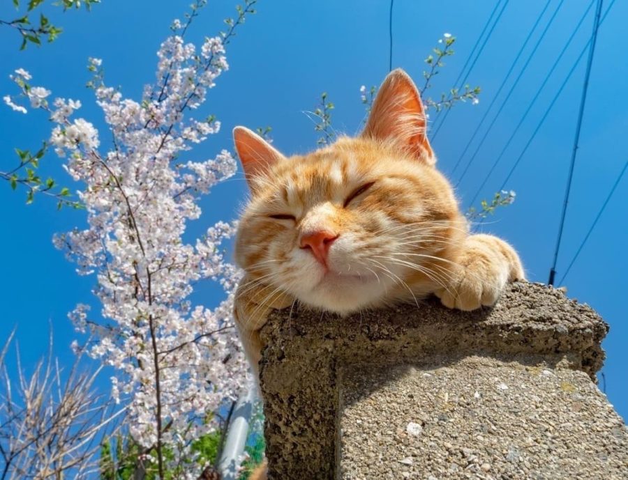 春日里赏海棠花晒太阳的小猫咪_10