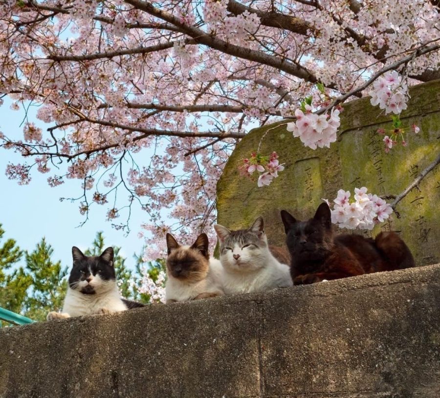 春日里赏海棠花晒太阳的小猫咪_12