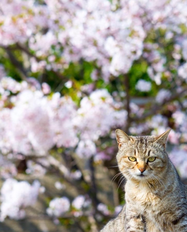 春日里赏海棠花晒太阳的小猫咪_13