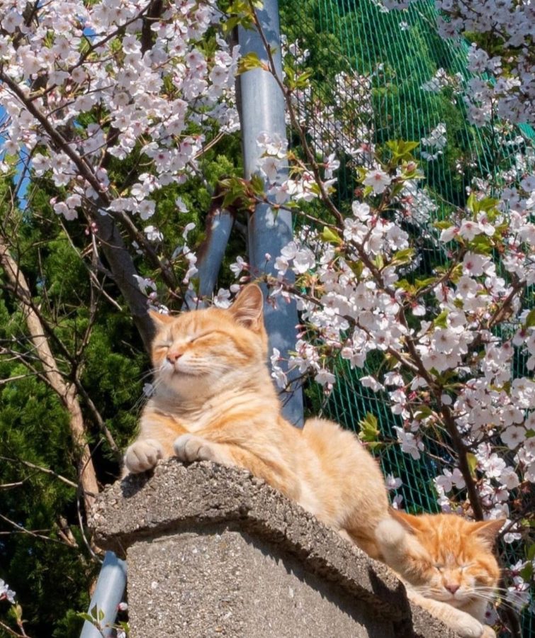 春日里赏海棠花晒太阳的小猫咪_15