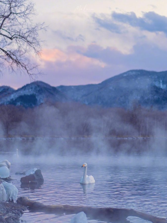 现实版实拍天鹅湖美景，一看就给人自由舒心感觉_1