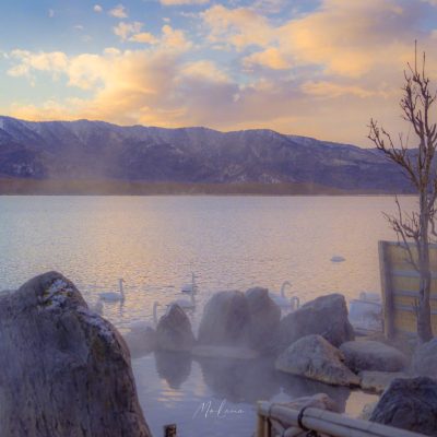 现实版实拍天鹅湖美景，一看就给人自由舒心感觉
