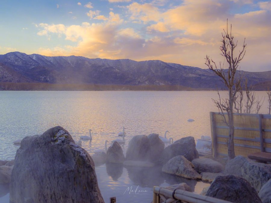 现实版实拍天鹅湖美景，一看就给人自由舒心感觉_3