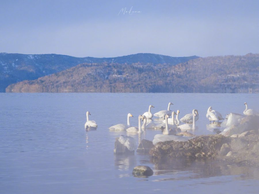现实版实拍天鹅湖美景，一看就给人自由舒心感觉_4