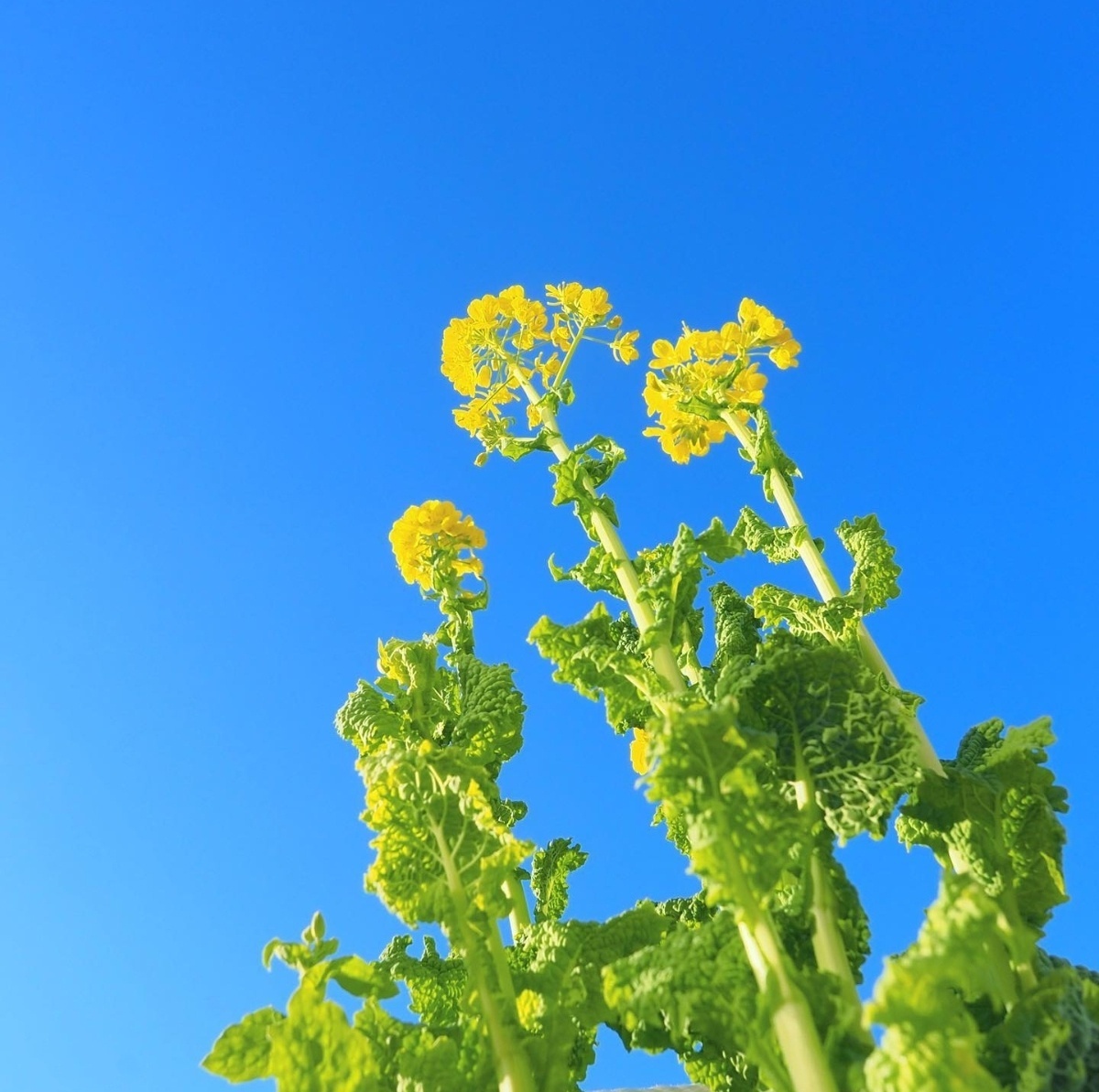 油菜花田里的春天 看了就舒心系列_1