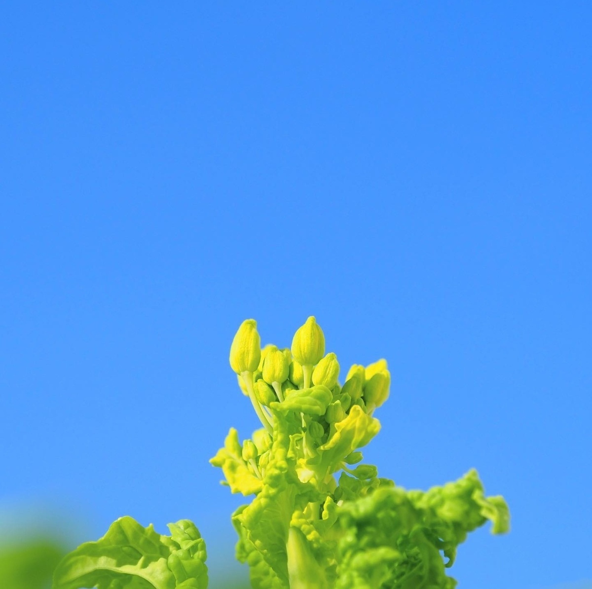 油菜花田里的春天 看了就舒心系列_2
