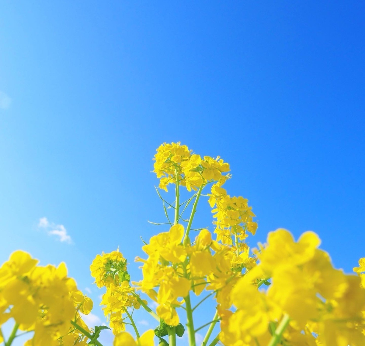 油菜花田里的春天 看了就舒心系列_3