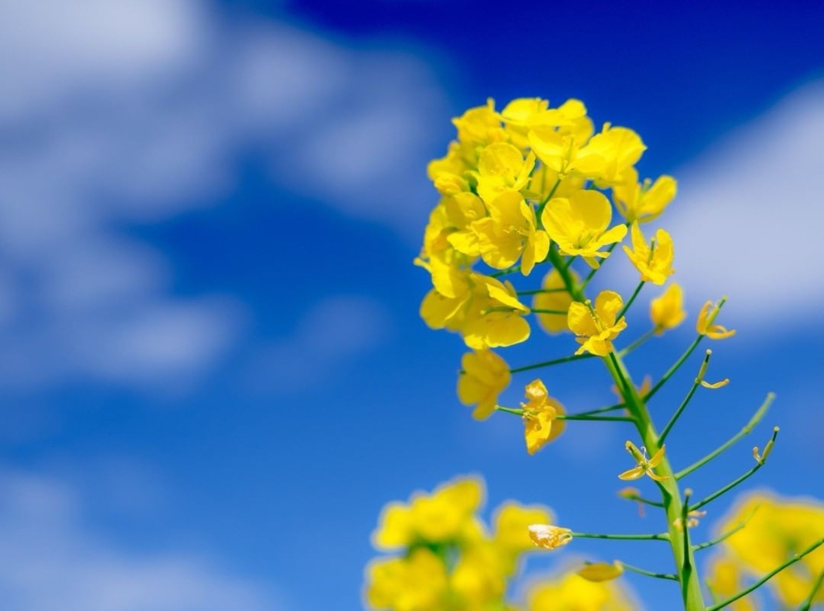 油菜花田里的春天 看了就舒心系列_6