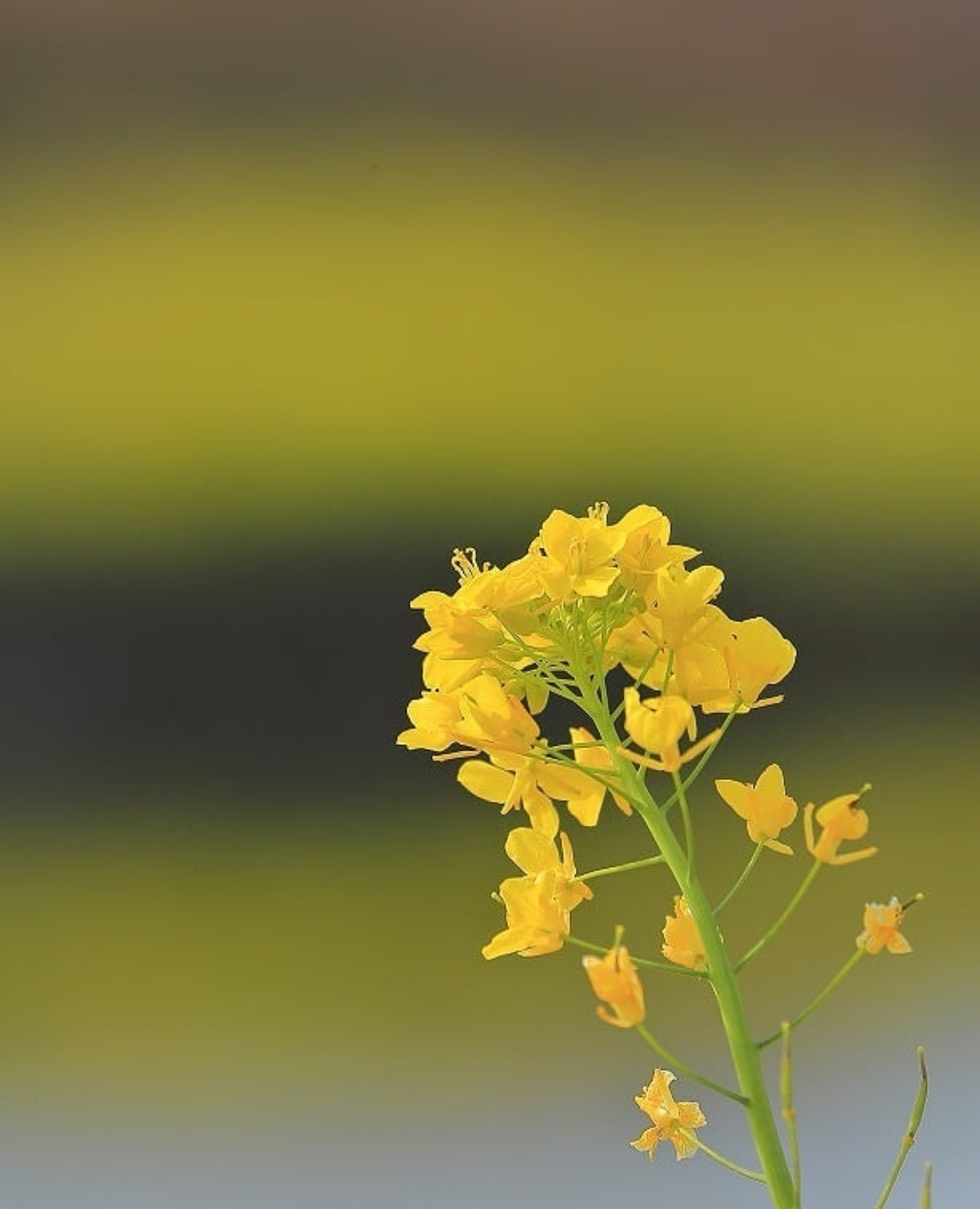 油菜花田里的春天 看了就舒心系列_7