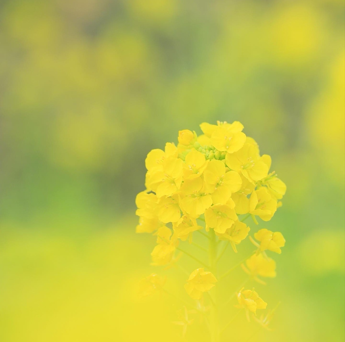 油菜花田里的春天 看了就舒心系列_8