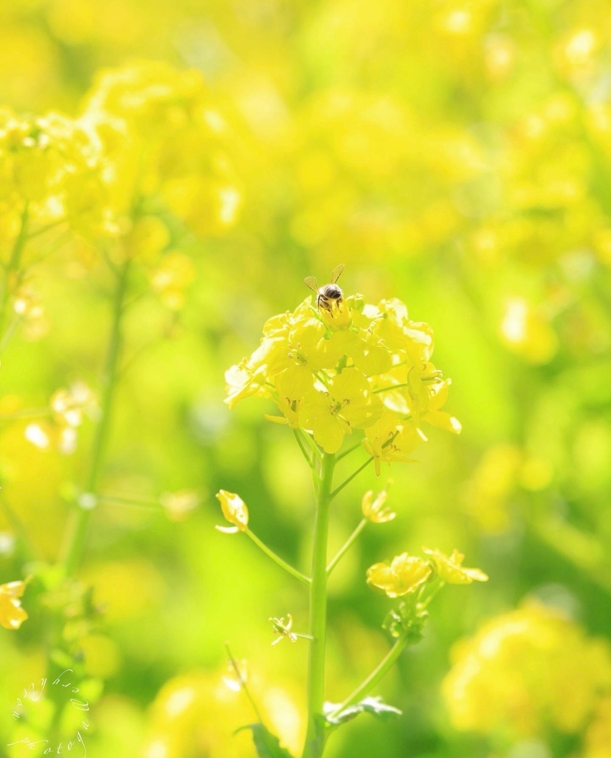 油菜花田里的春天 看了就舒心系列_11