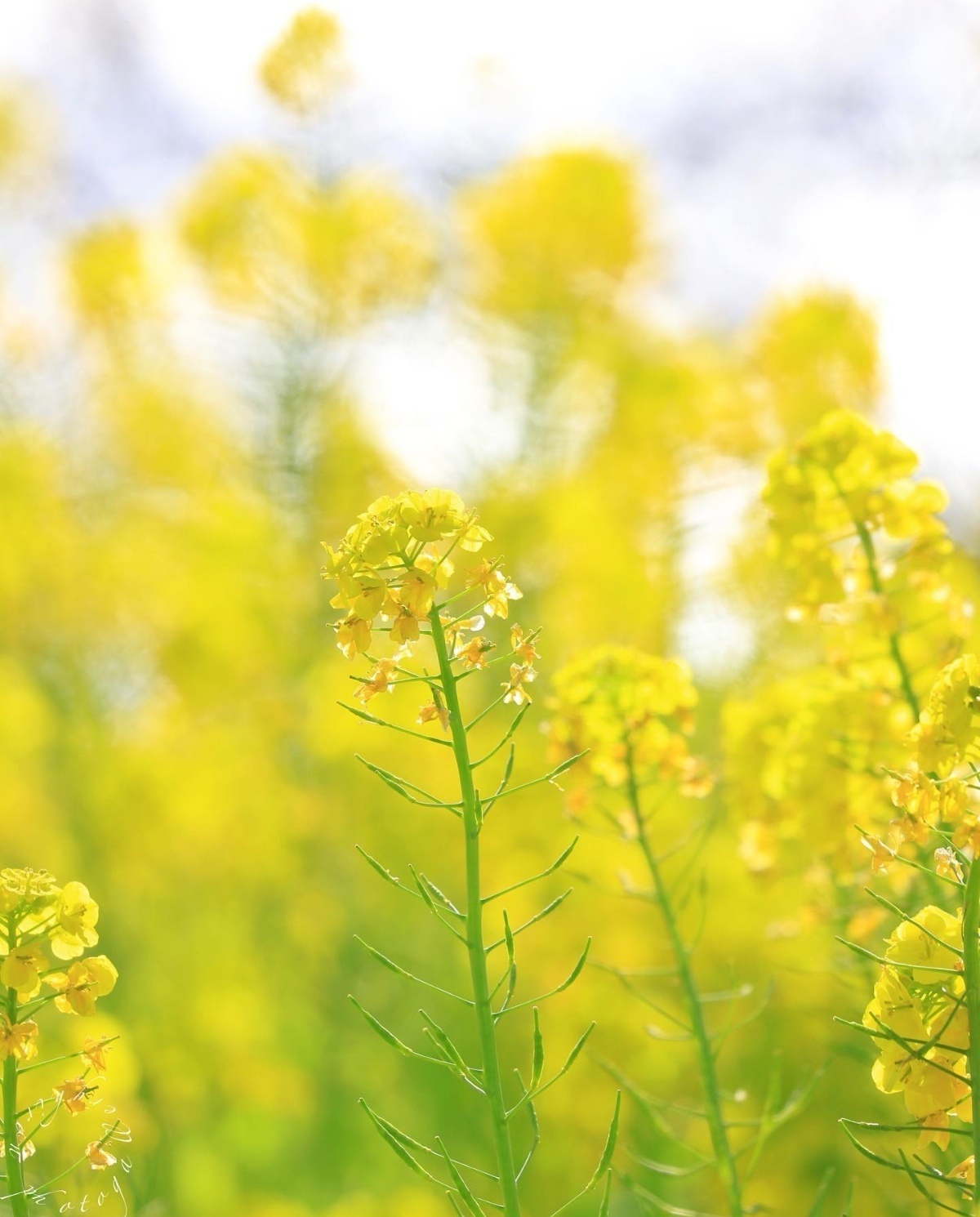 油菜花田里的春天 看了就舒心系列_12