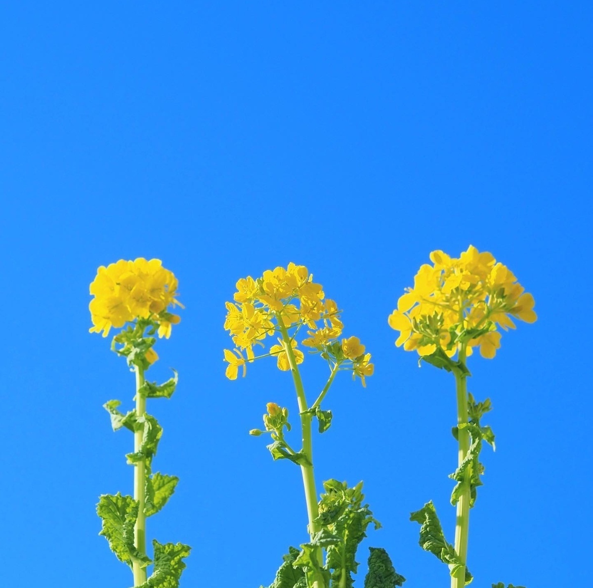 油菜花田里的春天 看了就舒心系列_13