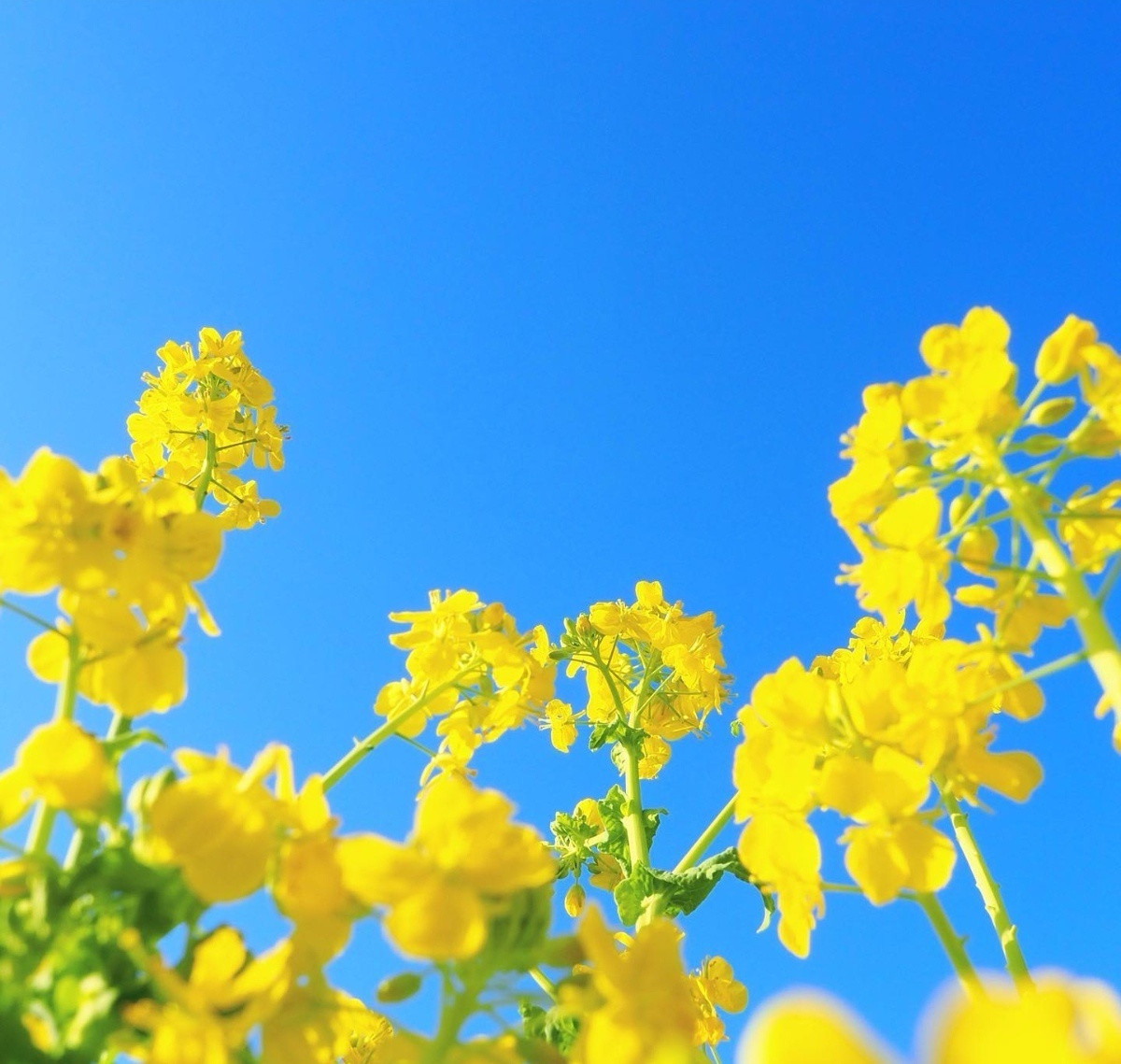 油菜花田里的春天 看了就舒心系列_14