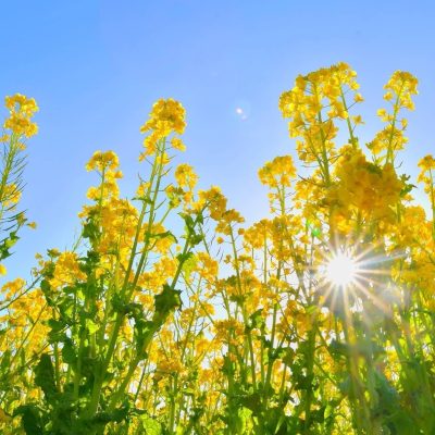 油菜花田里的春天 看了就舒心系列