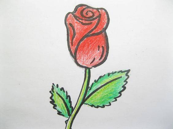 一支红色玫瑰花简笔画图片大全_11