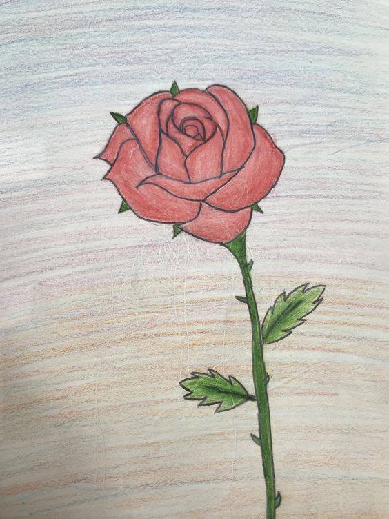 一支红色玫瑰花简笔画图片大全_7