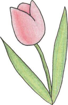 粉色鲜花郁金香花朵简笔画图片大全_3
