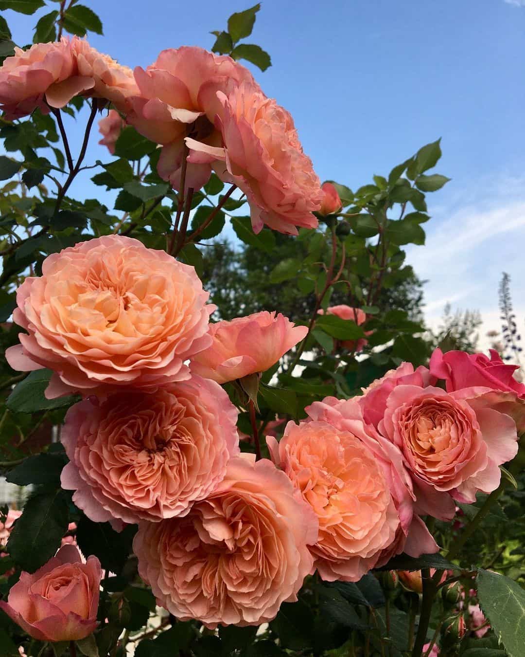 粉色淡雅精致的玫瑰花朵唯美图 英式粉玫瑰花园高清照片！_17