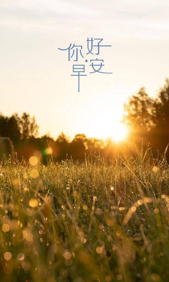 你好早安 阳光 黄金草 配图_1